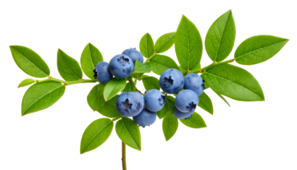 Blueberry branch bearing ripe berries and verdant leaves, highlighting nutritional freshness against transparent backdrop for wellness imagery