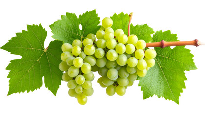 Obraz premium Green grapes clustered, dangling from vineyard stem, ripe and verdant against transparent backdrop