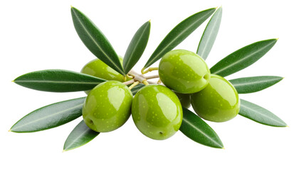 Green olives dangling from olive branch, silver green foliage surrounding ripe fruit, isolated on clean white backdrop