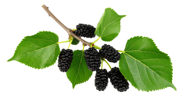Close up mulberry branch bearing ripe black berries, verdant leaves against transparent background, clipping path included