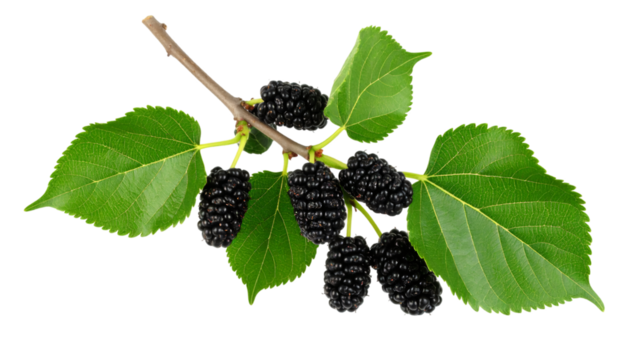 Close up mulberry branch bearing ripe black berries, verdant leaves against transparent background, clipping path included