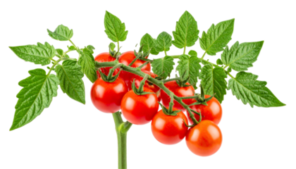 Ripe red tomatoes clustered on verdant leafy stem, botanical close up with detailed green foliage against transparent backdrop, showcasing agricultural produce