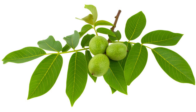 Verdant walnut branch displaying three unripe green nuts with expansive compound foliage, set against clean transparent backdrop