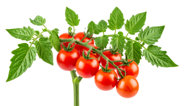 Ripe red tomatoes clustered on verdant leafy stem, botanical close up with detailed green foliage against transparent backdrop, showcasing agricultural produce