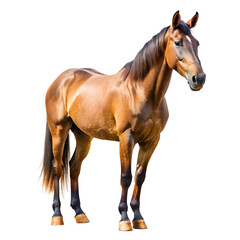 Obraz premium Horse isolated on a transparent background