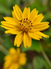 Fototapeta premium yellow daisy flower