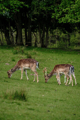 Wild deer grazing peacefully in a lush green meadow in Denmark