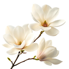 Naklejka premium Magnolia flowers isolated on a transparent background