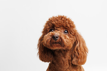 Portraite of cute fluffy puppy of Maltipoo. Little smiling dog on white background. Free space for text.