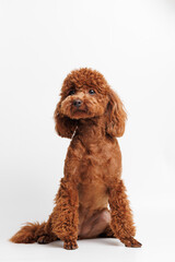 Portraite of cute fluffy puppy of Maltipoo. Little smiling dog on white background. Free space for text.