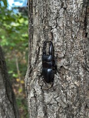 Stag Beetle Clinging to Tree Bark in a Forest