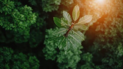 A captivating aerial perspective of vibrant green tree leaves illuminated by sunlight, showcasing the beauty of nature and its rich biodiversity in an urban setting.