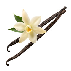 Vanilla flower and bean element isolated on a transparent background