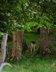 Serene deer wandering through a lush forest in Denmark during a sunny afternoon