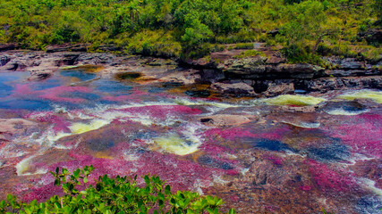 Caño Cristales is a river in Colombia that is located in the Sierra de la Macarena, in the department of Meta. It is considered by many as the “Most Beautiful River in the World” © Haithem