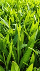 Obraz premium A vibrant field of lush green grass stretches under a clear blue sky, with gentle sunlight illuminating the blades, creating a serene and peaceful atmosphere.