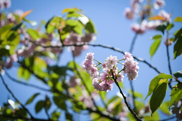 Cherry blossoms 