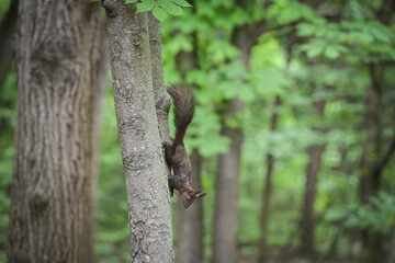 Squirrel on a tree in the park  
