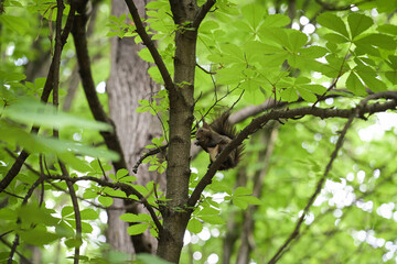 Squirrel on a tree in the park  