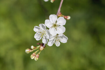 
Three white cherry blossoms with yellow stamens blooming on a branch with buds and leaves on a blurred green background.
