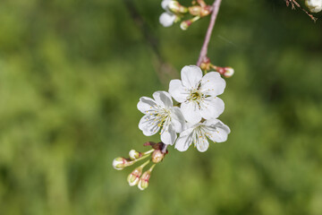 Obraz premium three white flowers and several unopened buds on delicate branches that stand out against a blurred green background.