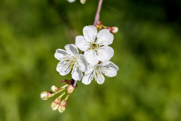 
three white flowers and several unopened buds on delicate branches that stand out against a blurred green background.