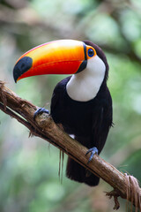 Colorful tucan