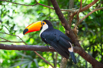 Colorful tucan