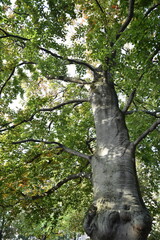 Branchages en été
