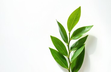 Fototapeta premium Green leaves stem on white background with empty copyspace. Foliage, perfect for spa, wellness, beauty, eco, botanical, fresh, nature, health, cosmetic product presentation, tropical mood, minimalist.