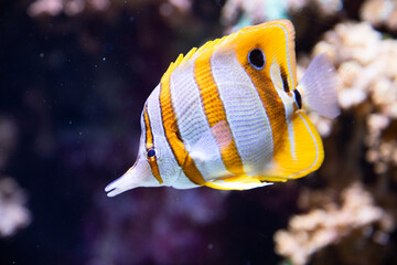 Butterfly fish