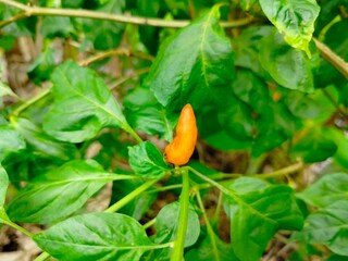 green beans on the ground