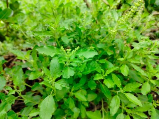 green leaves background