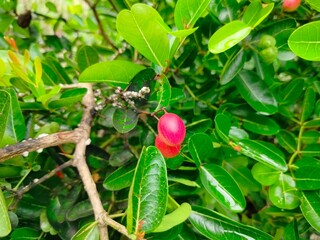 red and green peppers