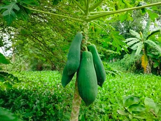 cucumbers in the garden