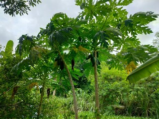 green tree in the garden