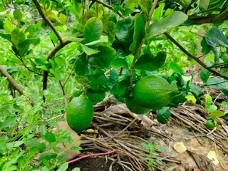 fresh vegetables in the garden