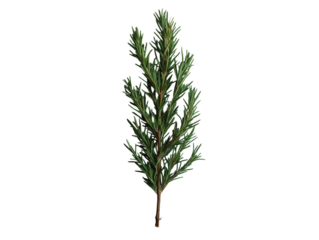 A single green tree branch with no leaves