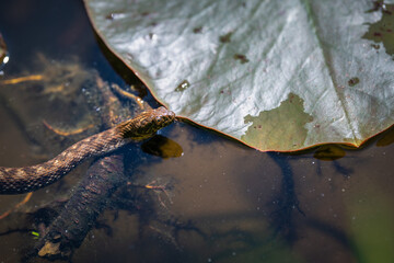 Grass snake (Natrix natrix) swimming in a pond