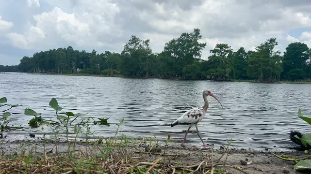 Close-up of a white ibis standing on grass near a lake. The bird faces the camera as if posing. Background includes water, trees, and a partly cloudy sky. Peaceful wildlife moment in Florida.