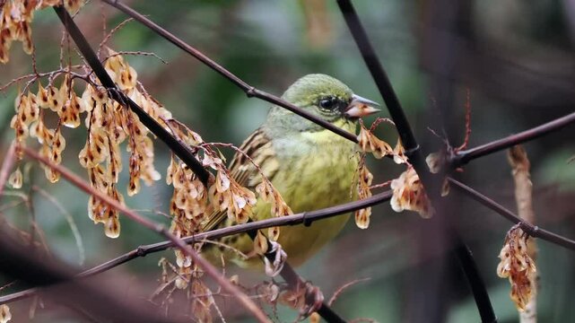 森の中でイタドリの実を食べているアオジ