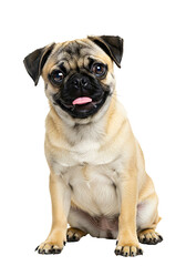 Obraz premium Pug puppy sitting isolated on transparent background