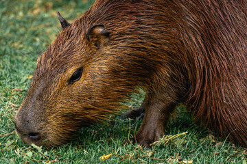 Capibara's grazing in the Horto Florestal Park in São Paulo, Brazil