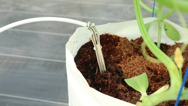 Fertigation hose on hydroponic melon plants