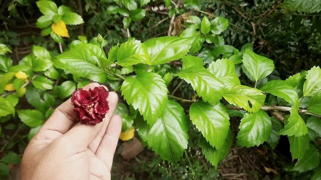 Hand holding a red hibiscus flower against green leaves