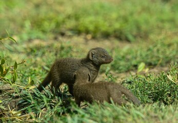 Fototapeta premium baby mongooses