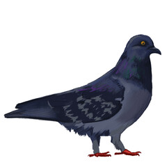 Realistic pigeon digital drawing without background