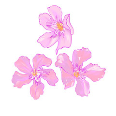 clipart with pink oleander flowers digital drawing without background