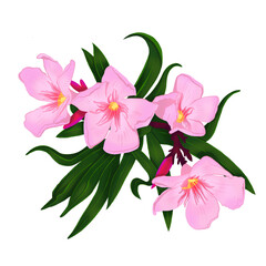 clipart with pink oleander flowers digital drawing without background