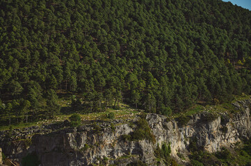 Sheep Grazing on a Forested Hillside with Rocky Cliffs